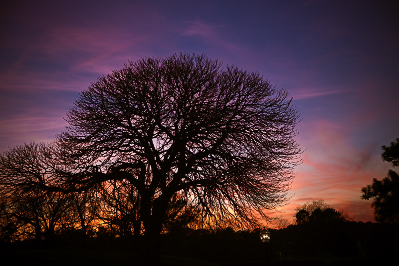 Majestic tree at dusk