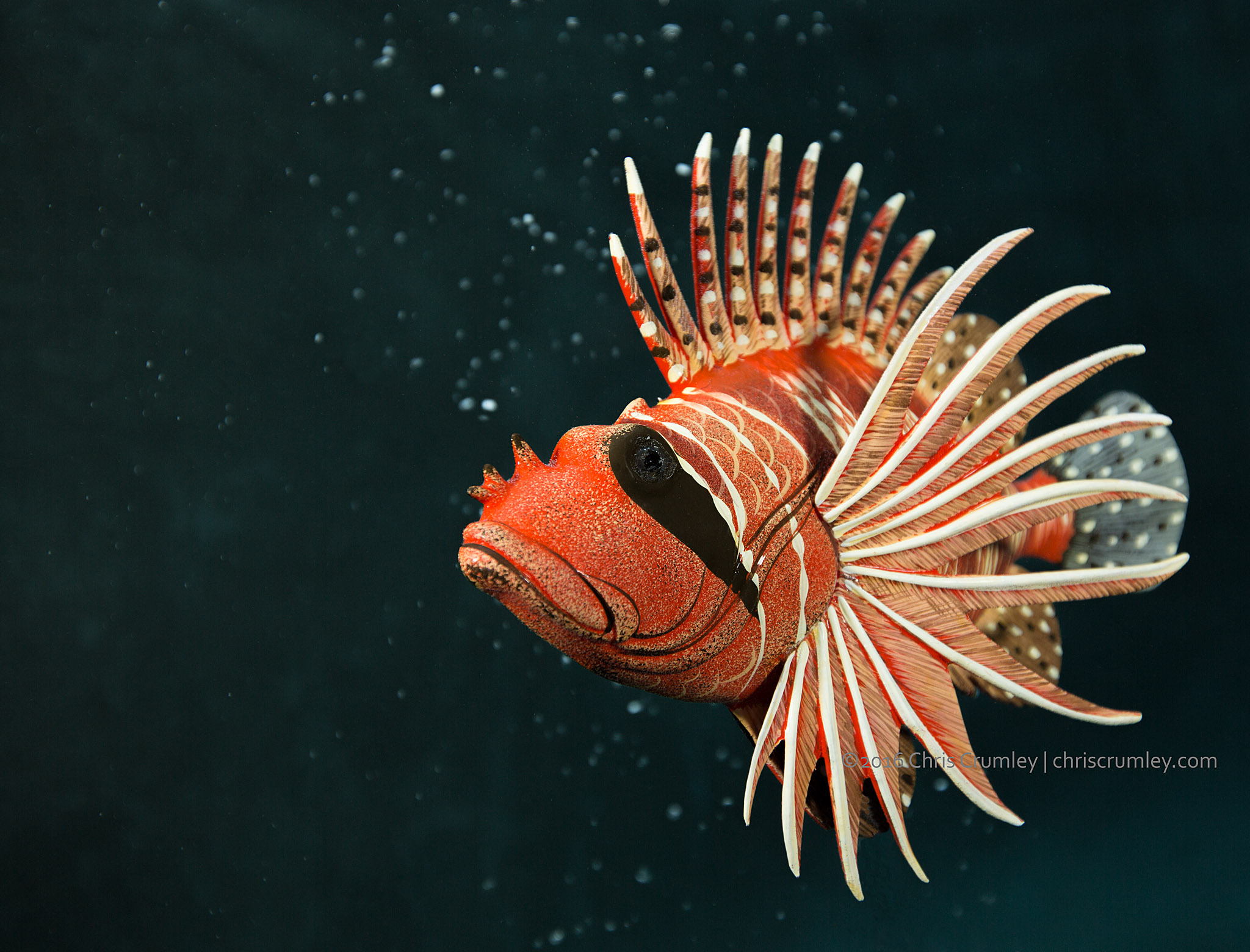 New Lionfish