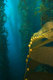 Pacific Kelp 