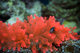 Red Anemone - Truk Lagoon 