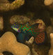 Mandarin Fish - Male Only 