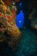 Neptune's Wall - Grand Cayman 