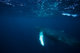 Bonaire - Humpback Whale 