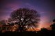 Majestic tree at dusk 
