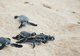 Last Day of 2009; Turtle Hatchlings; Cozumel, Mexico 