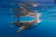 Whale Shark; Isla Mujeres, Mexico 