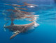 Whale Shark, Isla Mujeres, Mexico 