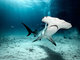 Great Hammerhead Shark off Bimini, Bahamas Islands 