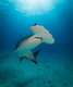 Great Hammerhead Shark off South Bimini 