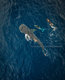 Drone aerial less than 100' over whale shark, mermaid and photographer. 