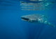 Whale Shark Isla Mujeres, Mexico Underwater  