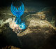 Lionfish mermaid in Salt Springs, Florida 