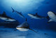 Six sharks, Grand Bahama Island 