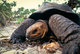 Giant Tortoise on the Aldabra Atoll in the Seychelles Islands 