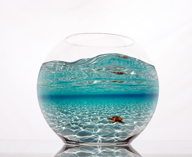 Fishbowl/Underwater Scene Series - Seastar