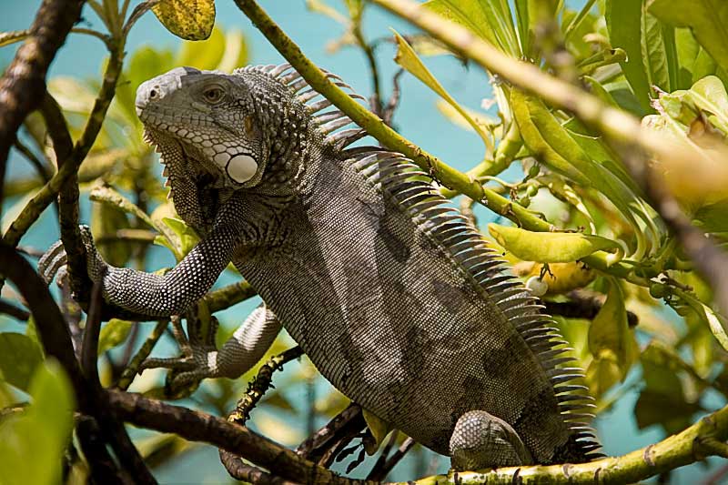 Iguana on Bonaire, Netherland Antilles