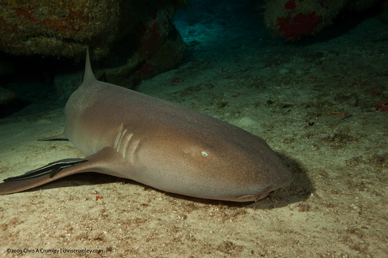 Shark Cavern in Mexico