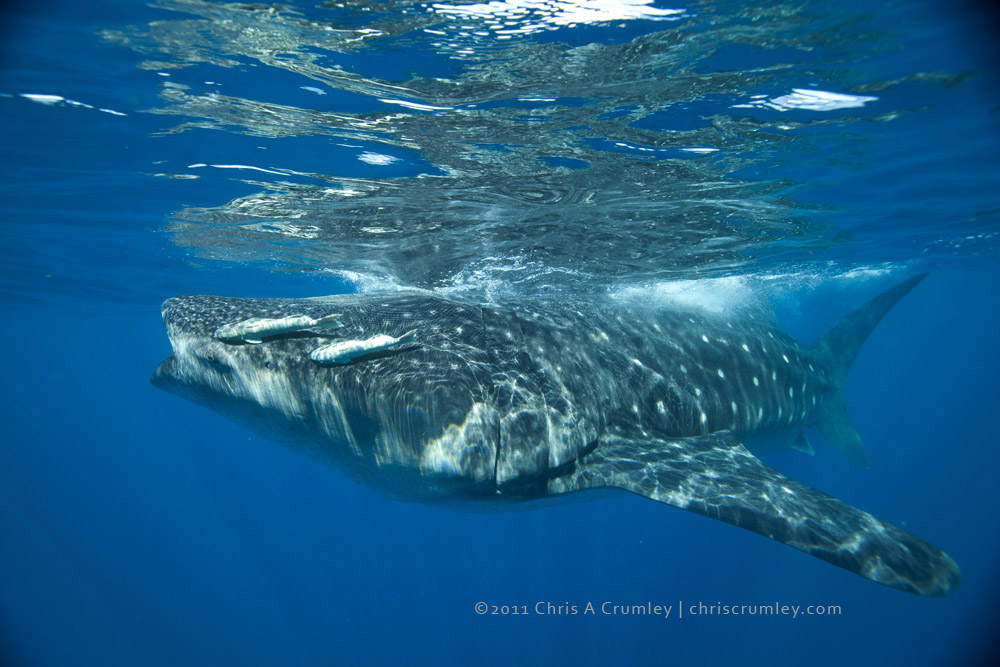 Whale Shark; Isla Mujeres, Mexico