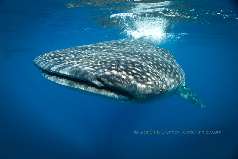 Whale Sharks - Isla Mujeres, Mexico