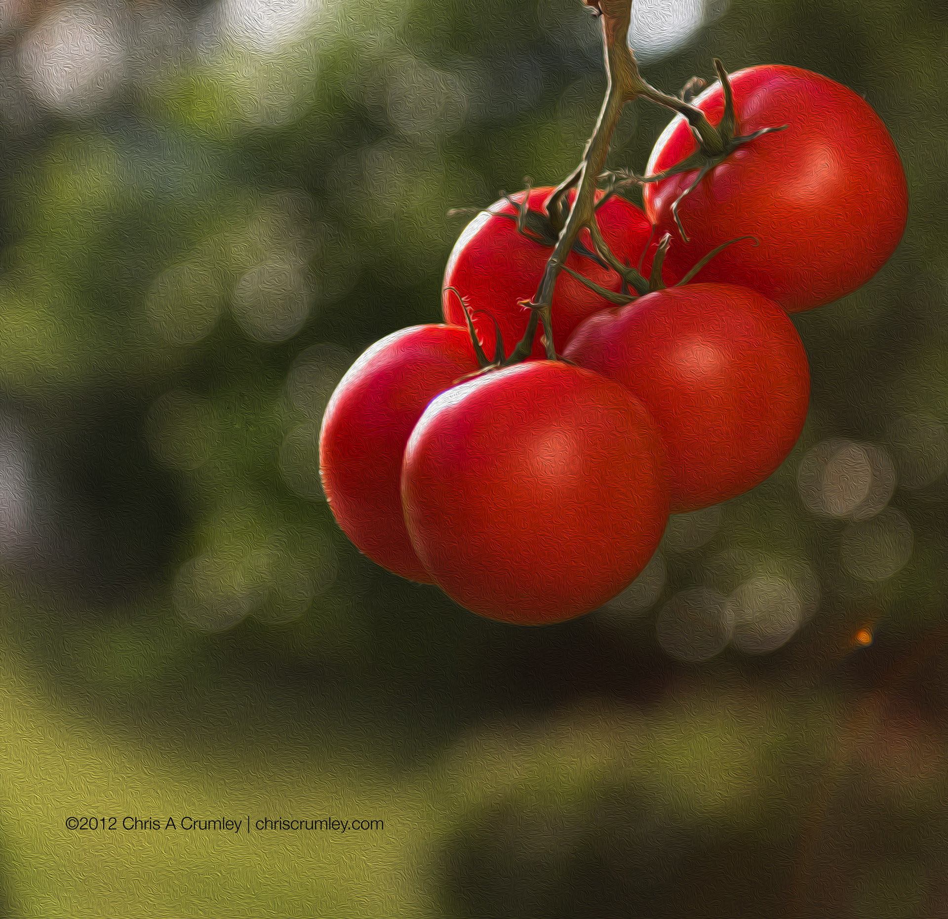 Red Period - Tomatoes