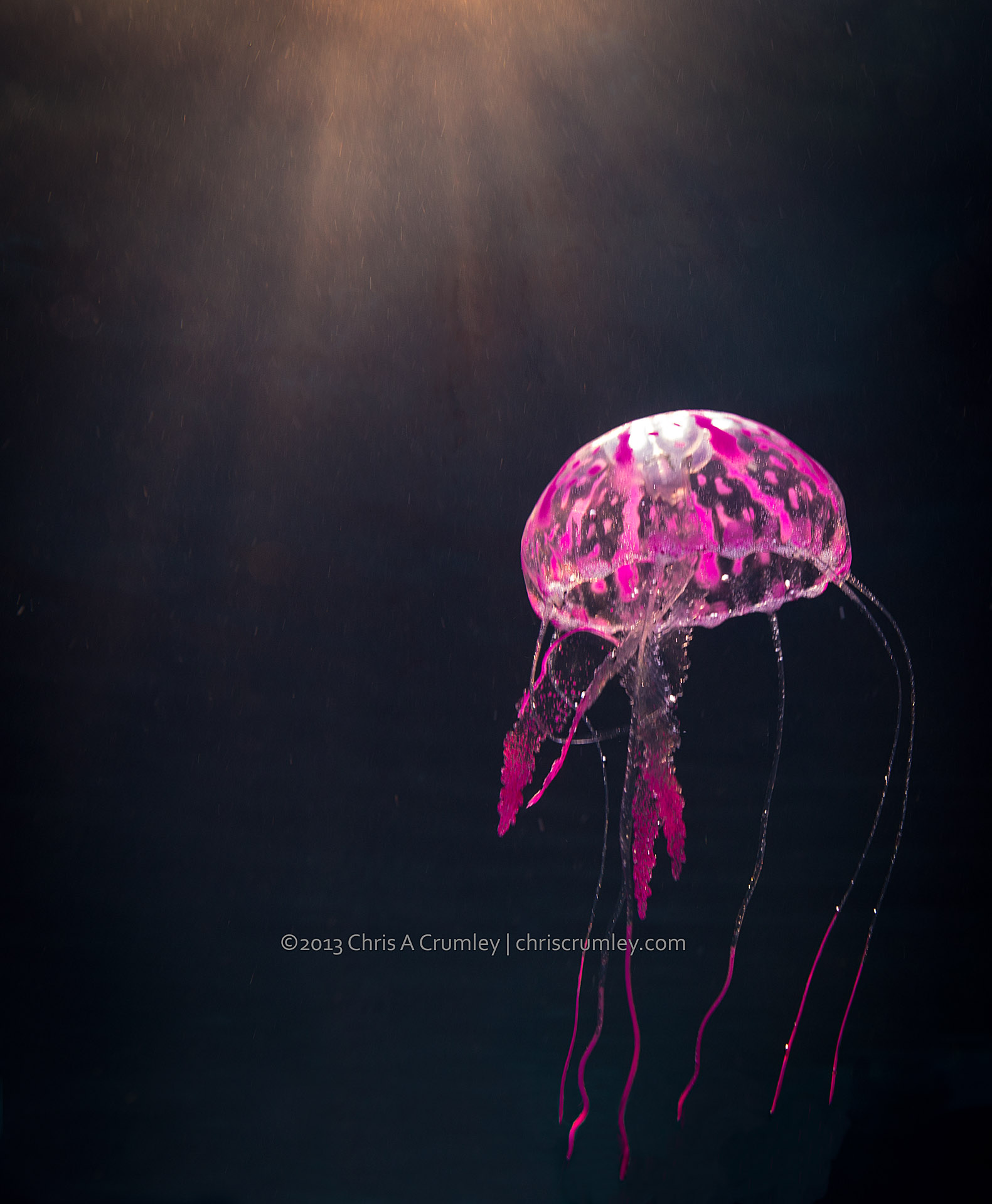 Underwater Testing - Jellyfish