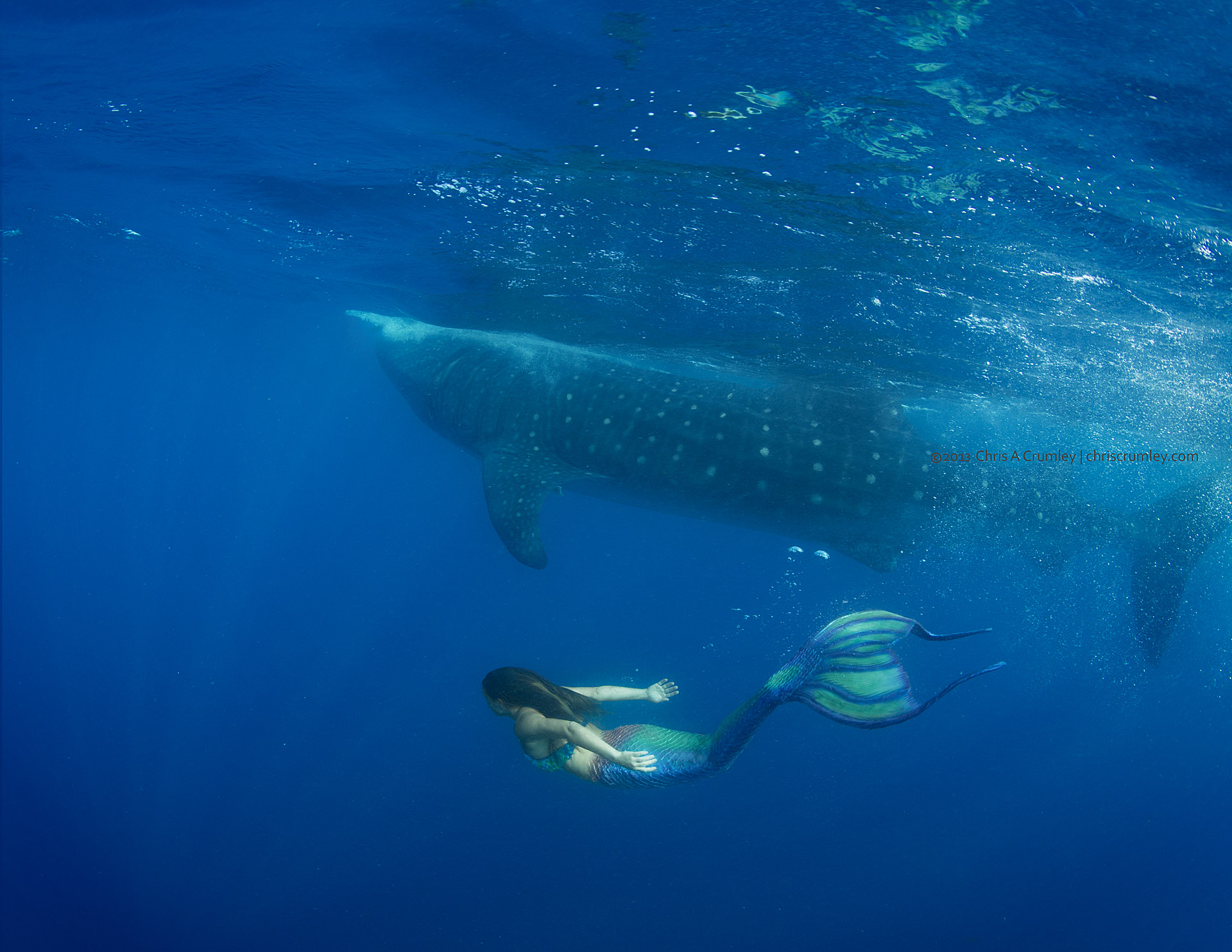 Mermaid Swims with a Whale Shark