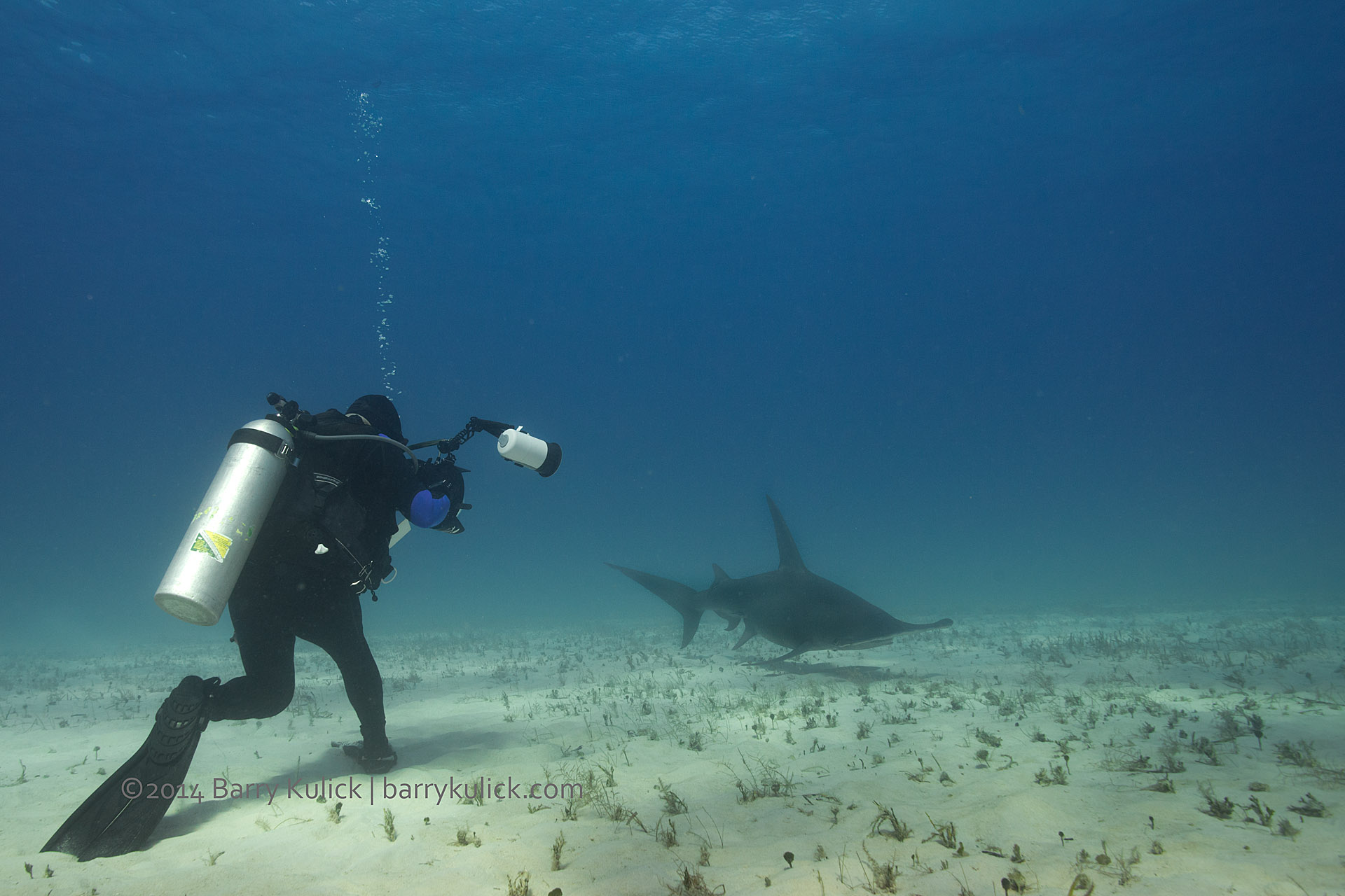 Great Hammerhead Sharks off South Bimini, Bahamas