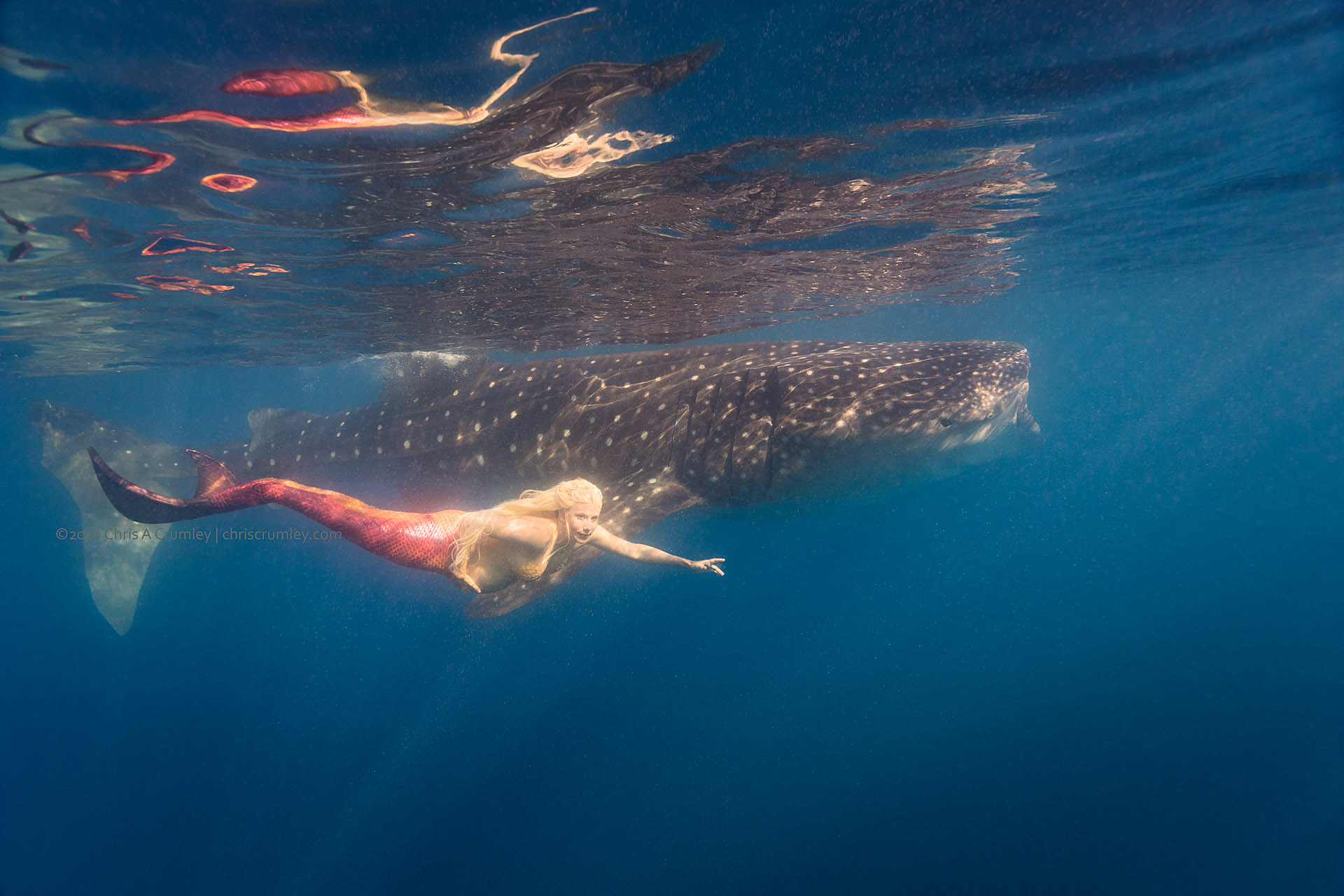 Pregnant Mermaid swimming with Whale Shark, Isla Mujeres, Mexico