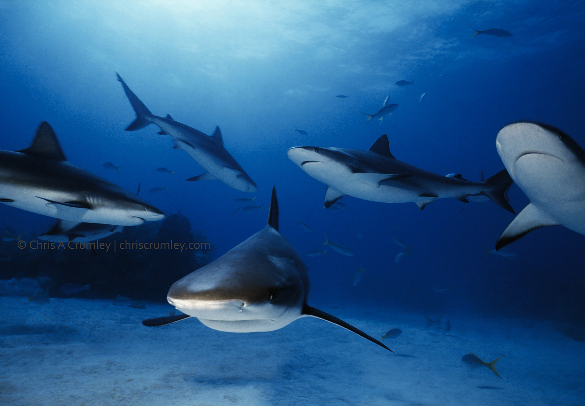 Underwater Photography and Conservation Efforts